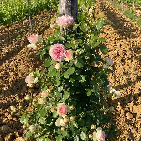 Farm stay Podere San Giusto