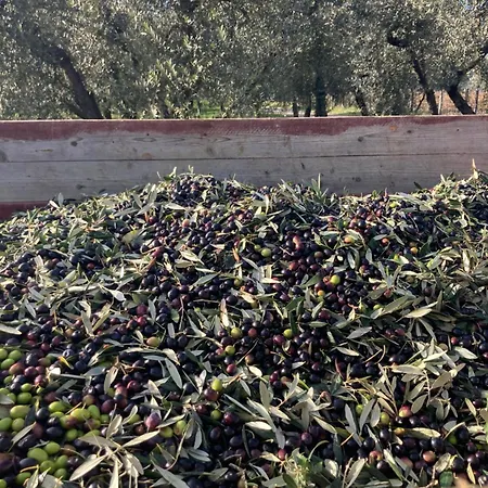 Farm stay Podere San Giusto *