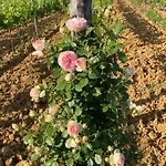 Farm stay Podere San Giusto