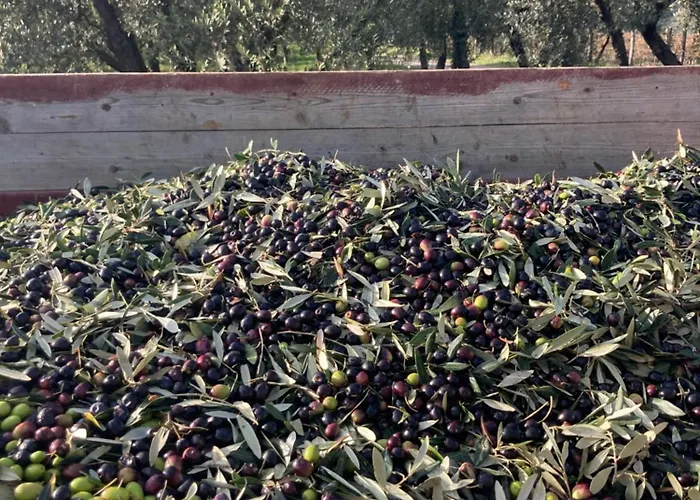Κατάλυμα σε φάρμα Podere San Giusto *
